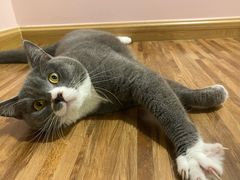 -爱诺耐芙动物医院(万博店)