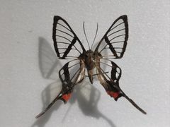 -上海昆虫博物馆