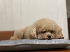 -海门爱心宠物医院