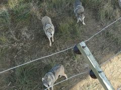 -鄂尔多斯野生动物园