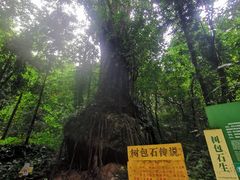 -莫里热带雨林景区