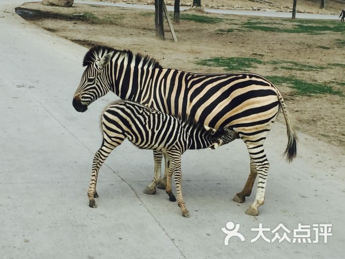 上海野生動物園圖片 - 第9953張