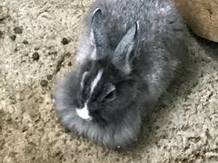 -宫城藏王狐狸村