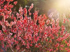 -桃花涧