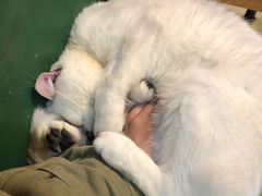 -猫色咖啡·猫咖