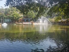 -西双版纳原始森林公园