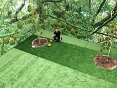 -都念榴莲·城市榴莲