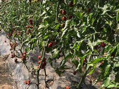 -杨柳青园艺科技博览园