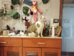 -万小咖.猫咖(中山路天虹店)