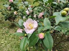 -深圳国际园林花卉博览园