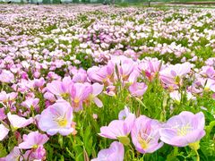 -汉长安城未央宫国家考古遗址公园