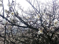 -香雪海