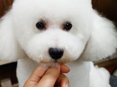 -鑫艺宠物美容培训学校