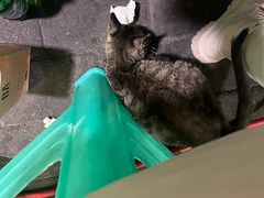 -菜园坝老火锅(金岛店)