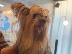 -帕帕拉兹宠物(亚洲旗舰店)