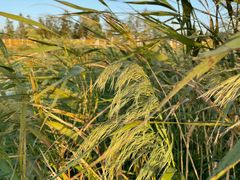 -春花秋色城市公园