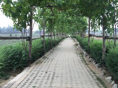 -曲江薰衣草庄园