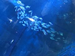 -洛阳龙门海洋馆