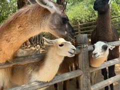 -鄂尔多斯野生动物园