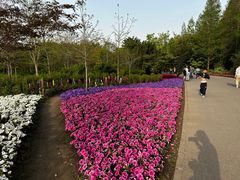 -上海滨江森林公园