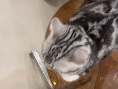 -共舞时光猫咖·狗咖(新街口店)