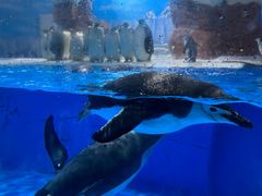-海合安成都极地海洋公园