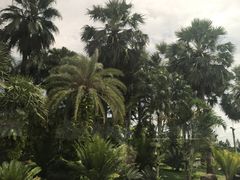 -东芭乐园