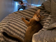 -猫大福·Fortune Cat猫舍(百子湾店)
