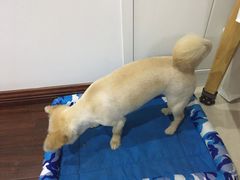 -诺比宠物医院心脏内科·泌尿肾内外科·骨科急重症
