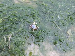 -北海金海湾红树林生态旅游区