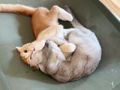 -平行世界·猫咖(首经贸店)