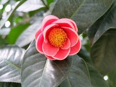 -金花茶公园
