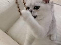 -lincat·猫舍(广州店)