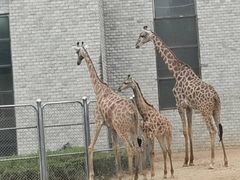 -石家庄市动物园