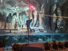 -帝企鹅自助餐厅•儿童岛•真企鹅(长隆企鹅酒店)