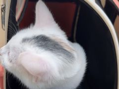 -宠颐生中康贝怡动物医院