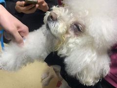 -安安宠医·安宠宠物医院