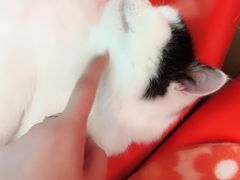 -猫咪博物馆(顶澳仔猫街店)