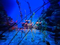 -上海海洋水族馆