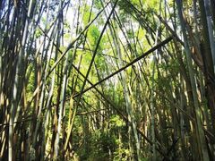 -广州白江湖森林公园