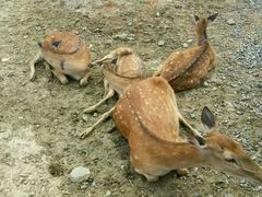-鹿境梅花鹿生态园区
