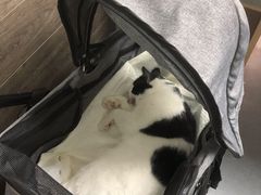 -爱侣宠医·鹦鹉专科·小型哺乳类·异宠专科(灵石路店)