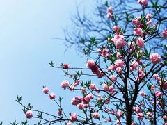 -梅花山(明孝陵内)