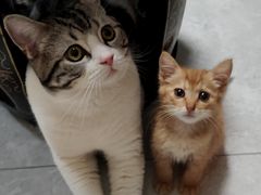 -纳吉亚猫专科动物诊疗中心(蒋宅口分院)