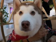 -Husky Go! 哈士奇体验馆·宠物咖啡厅狗咖