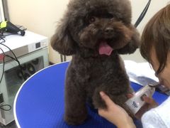 -PETKIT小佩宠物(古北店)