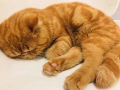 -飞行喵MR PILOT|猫舍·猫咖(静安大融城店)