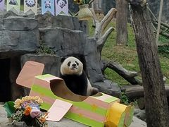 -都江堰中华大熊猫苑