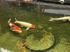 -猪肉婆·德景轩