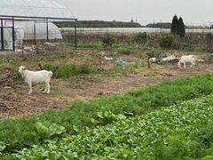 -美家乐农庄·露营·团建(大治路店)